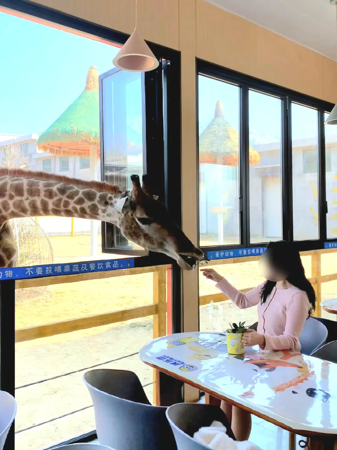 Close-up of giraffe feeding