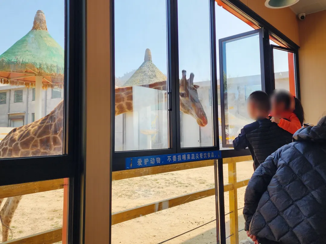 Feeding a giraffe through a window