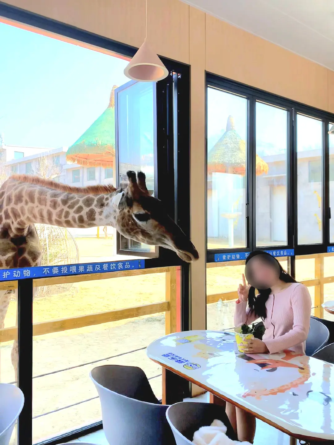 Person feeding giraffe