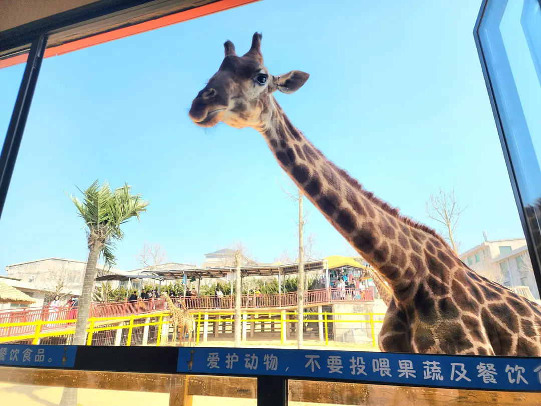 Giraffe reaching for food