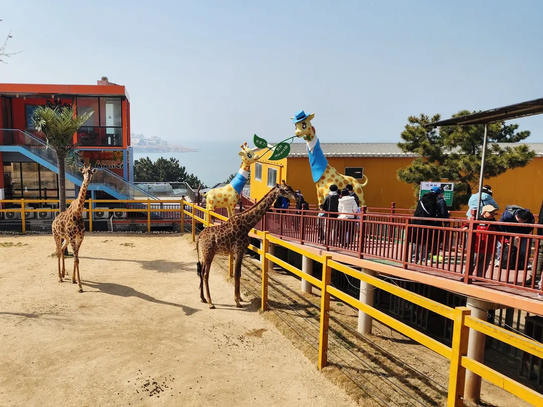 Smiling person feeding giraffe