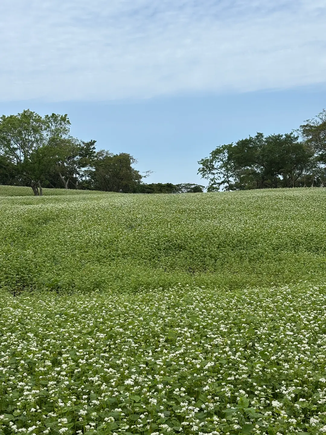 October Jeju Wahle Buckwheat Village blooming season