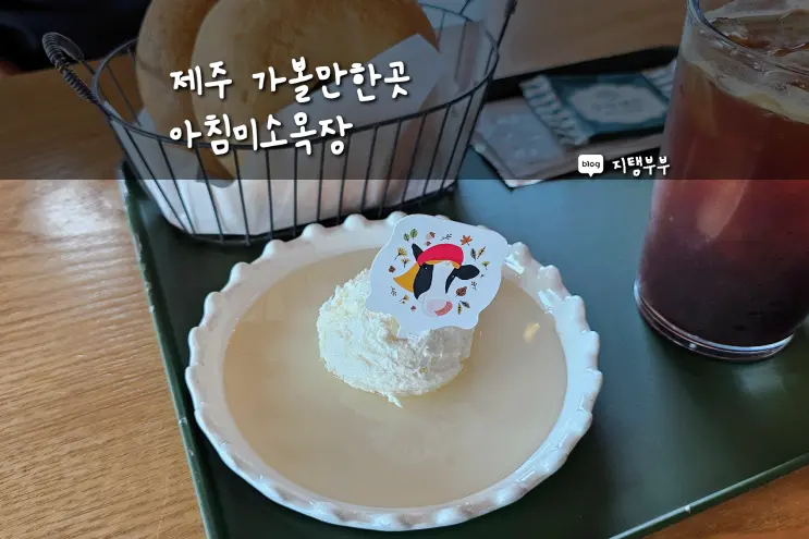 아침미소목장 자유방목 소도 보고 카이막도 먹을 수 있는 제주 가볼만한곳
