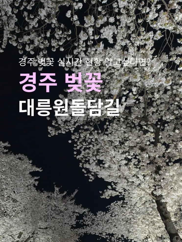 경주 벚꽃 데이트 명소 실시간 현황을 알고싶다면? 필독! 대릉원돌담길축제 동궁과월지 야간 방문후기