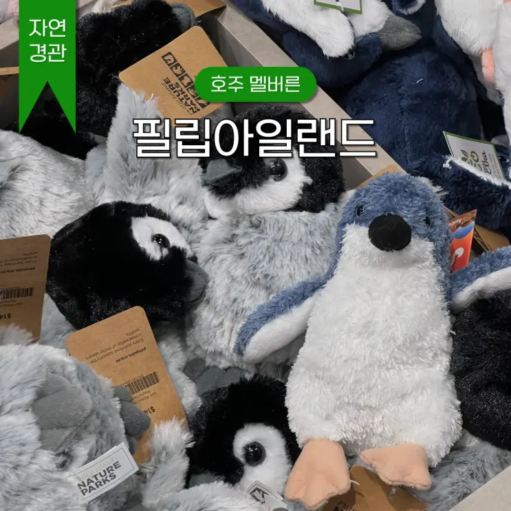 멜버른 투어 필립아일랜드 펭귄 기념품 추천