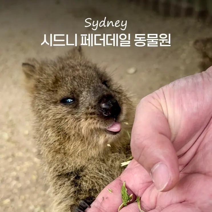 시드니 페더데일 동물원 입장권 오픈런 셔틀 쿼카 후기 및 비교