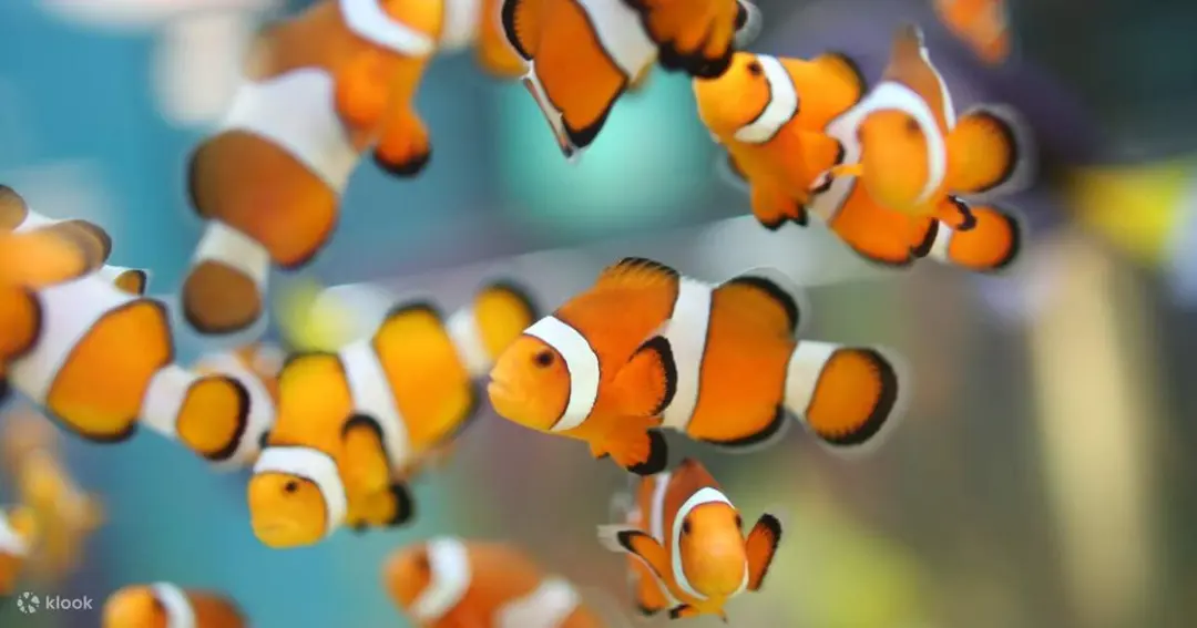 토론토 Ripley's Aquarium of Canada 티켓 - Klook