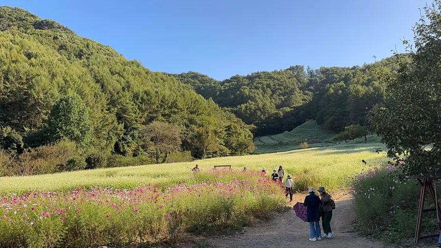 청주 가볼만한곳 추정리 메밀밭 동선 추천