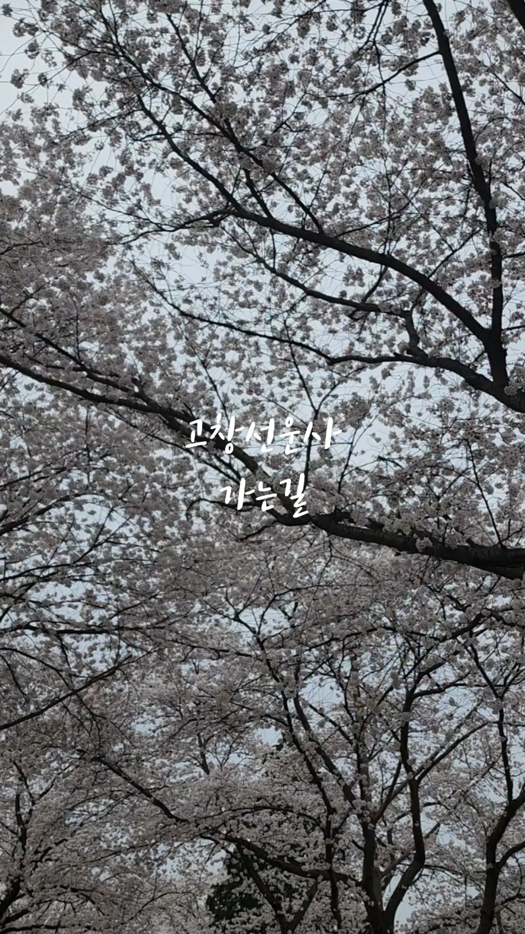 #하이라이트챌린지 #고창선운사 #선운사벚꽃길