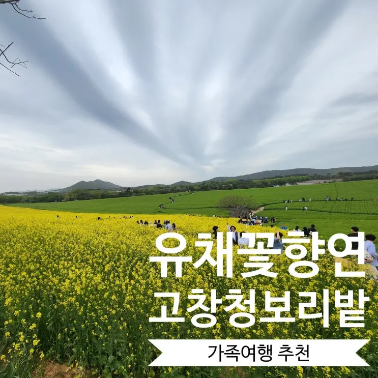 고창청보리밭축제에서 즐기는 유채꽃과 학원농장 이용꿀팁