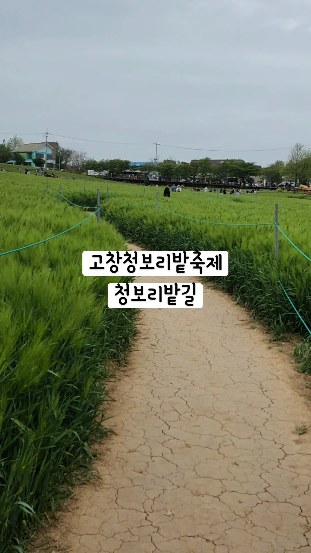 고창청보리밭축제 학원농장에 왔습니다..#고창여행 #학원농장 #하이라이트챌린지 #청보리밭 #청보리밭축제 #고창청보리밭축제