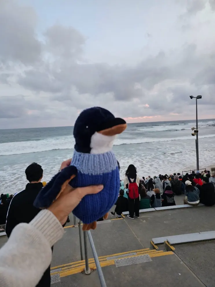 Watching Yawning Baby Penguins at Phillip Island, Melbourne (Day Tour Review)