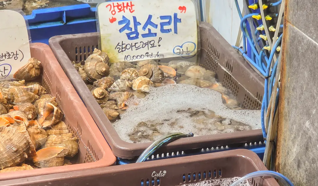소라