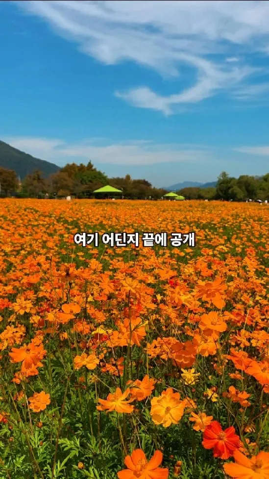 황화코스모스 명소 개화 상황 주차 꿀팁 2026년 10월 9일, 코스모스 보러 다녀왔어요. 꽃이 많이 폈더라고요. 노란 황화코스모스랑 분홍 코스모스가 물결처럼 펼쳐져 있어요. 주차장은 제1공영주차장이 가깝지만 많이 붐벼요. 제3주차장도 있습니다. 그리고 산책길이 잘 돼 있고, 자전거 대여점에 벤치·그늘막까지 있어요. 어딘지는 영상 끝에서 공개! 알 것 같으면 댓글로 맞혀보세요. #가을나들이 #가을여행지 #10월여행지 #공원산책 #황화코스모스