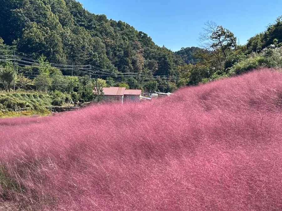 괴산 핑크뮬리