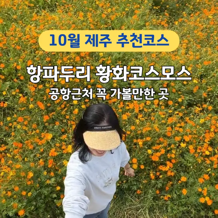 제주 공항 근처 가을 숨은 명소, 항파두리 항몽유적지 황화 코스모스 개화 상황 및 여행 팁