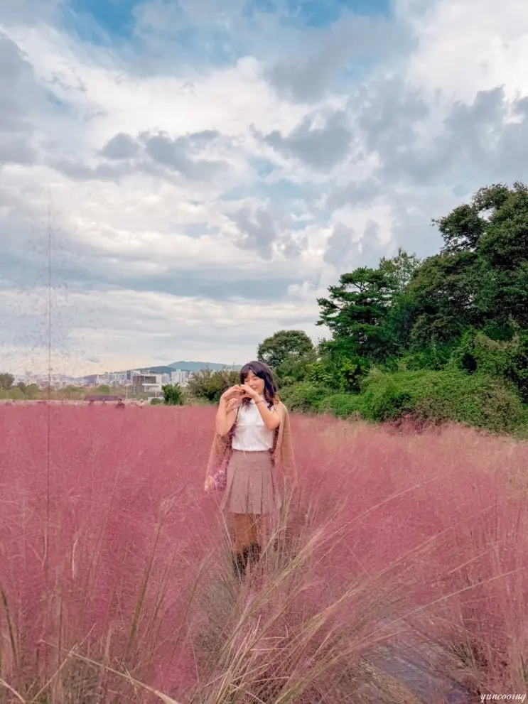 Gyeonggi-do Uiwang Wangsong Lake Pink Muhly Cosmos October Autumn Flower Viewing