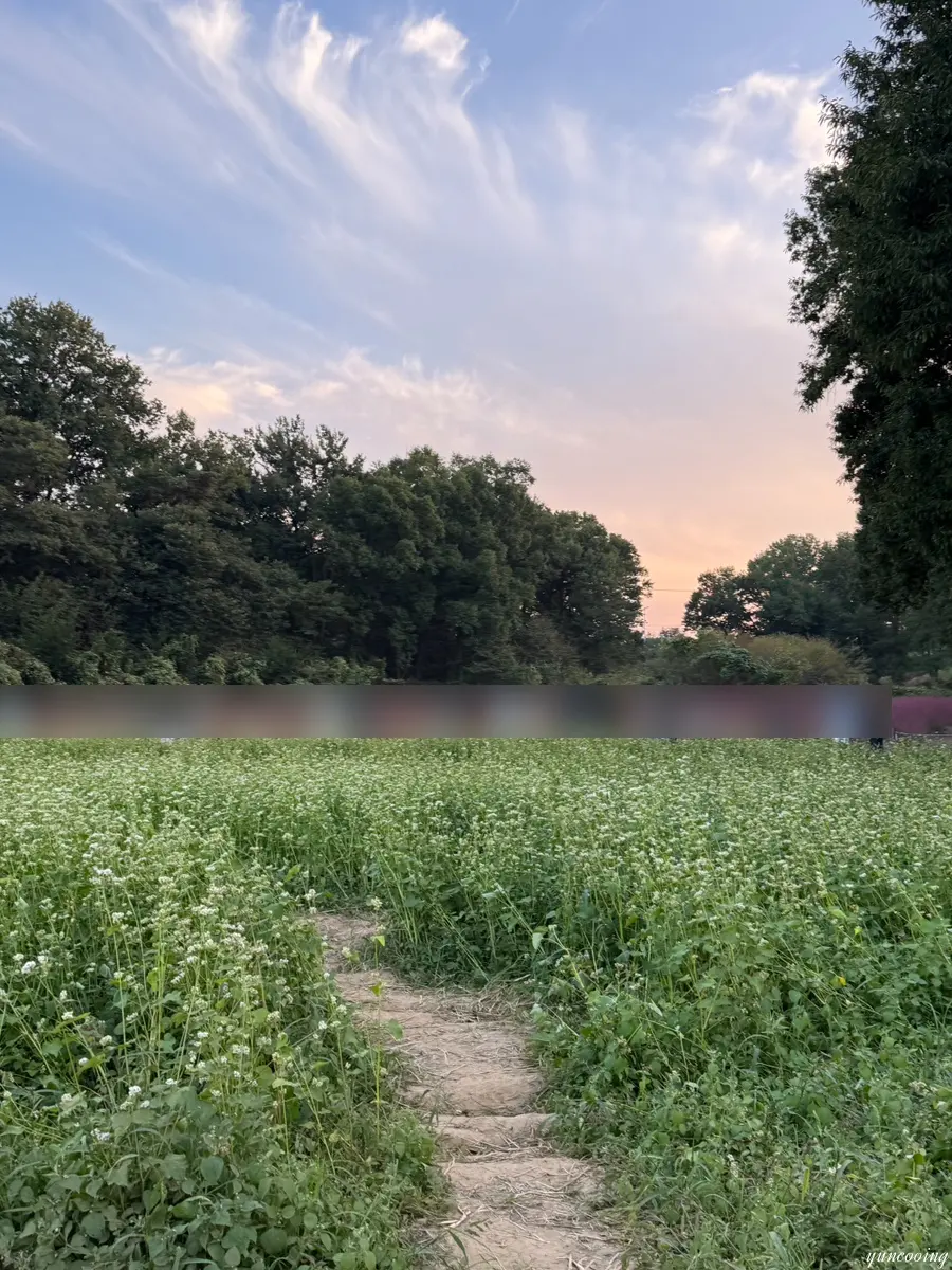 Buckwheat flowers in bloom