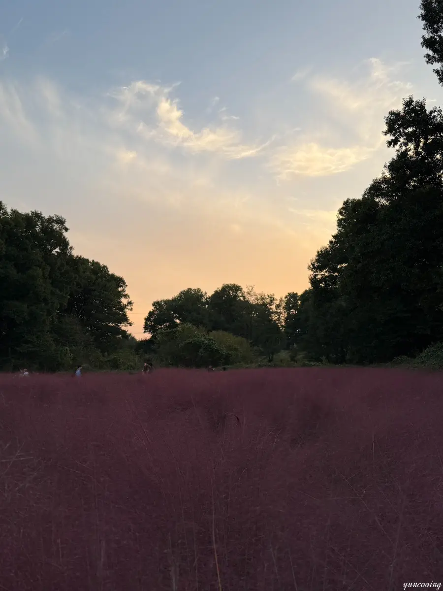 Pink Muhly fields at sunset