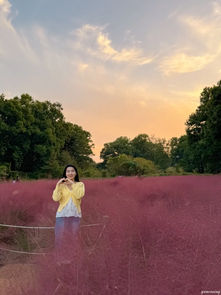 Sunset over Pink Muhly fields