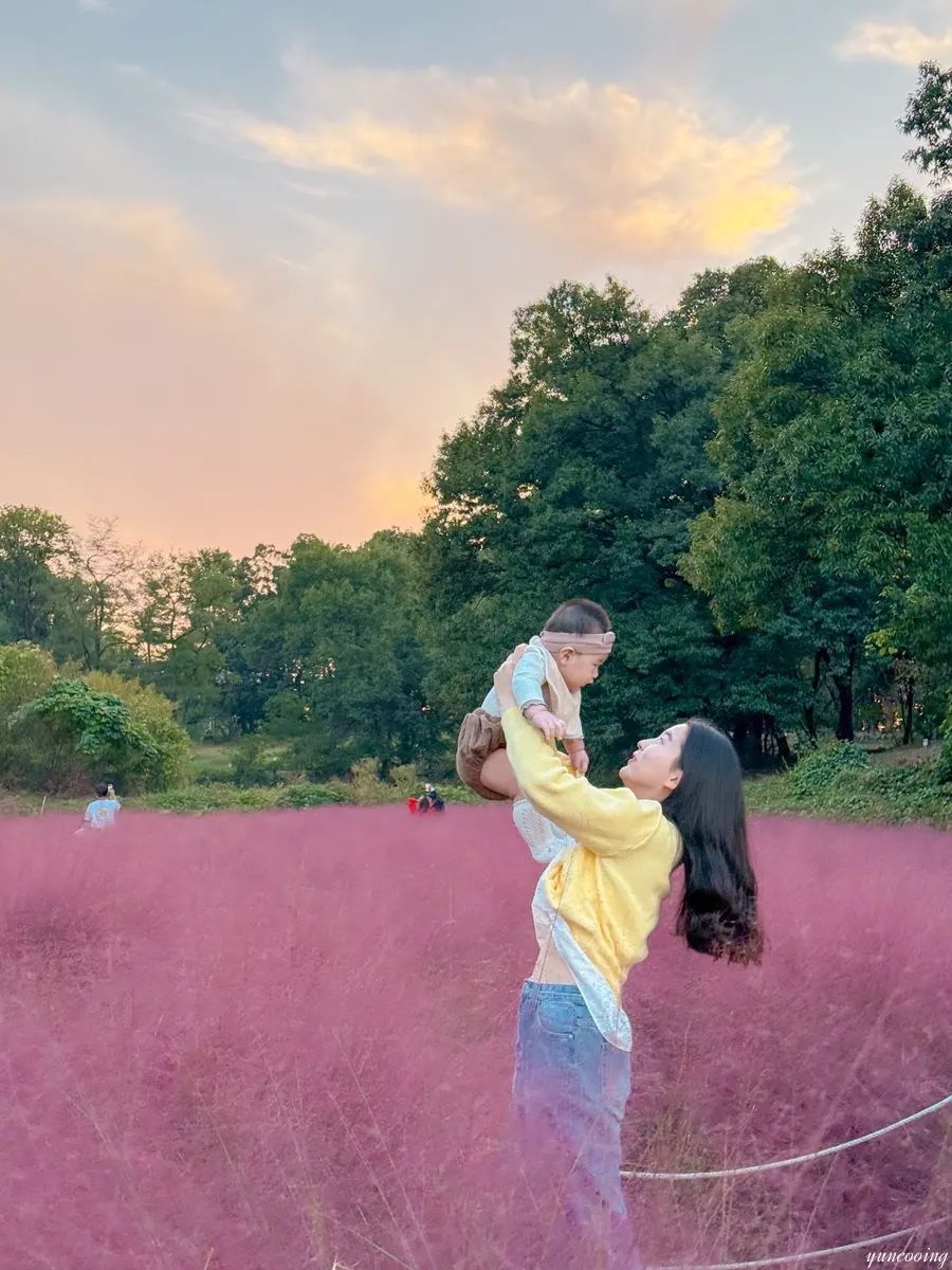 Close up of pink muhly