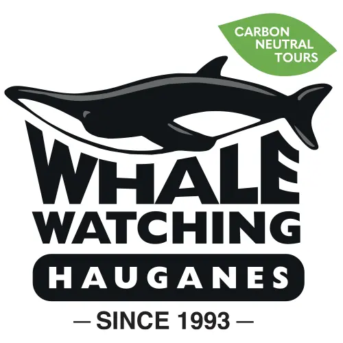 Iceland Whale Watching Tours | Whale Watching Hauganes