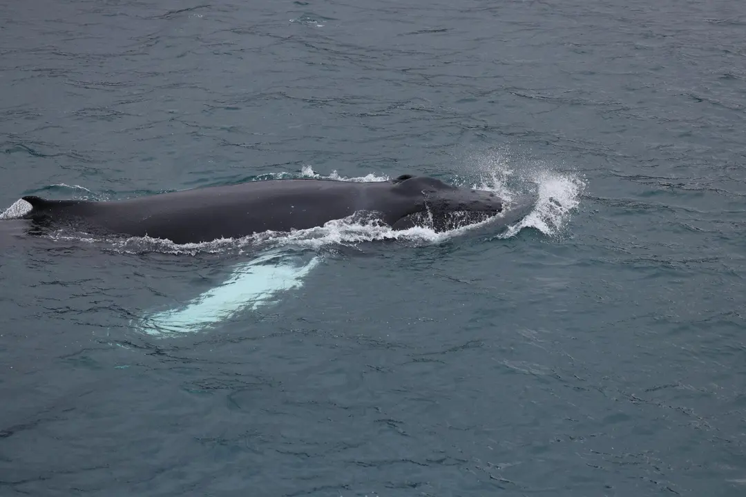 진짜 가까이에서 본 혹등고래
