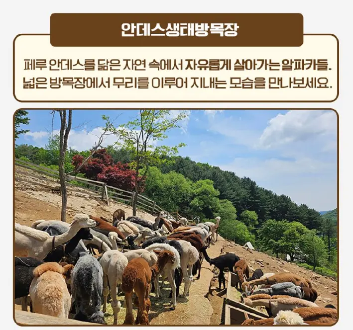 출처, 알파카월드 상세페이지