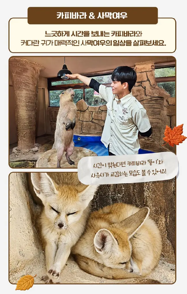 출처, 알파카월드 상세페이지