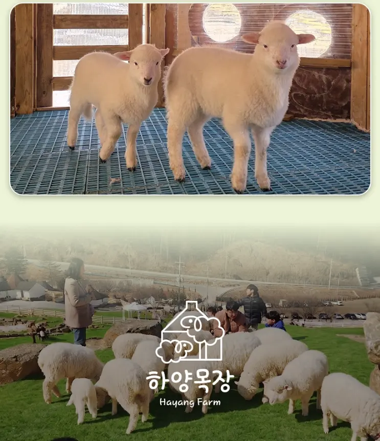 출처, 하양목장 상세페이지