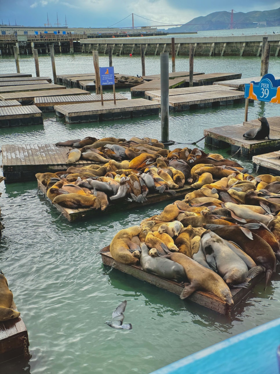 Dozens of sea lions lounging on the docks at Pier 39.