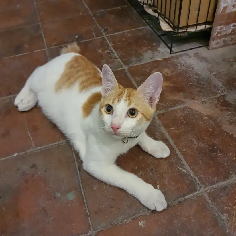 A cute neighborhood cat greeting visitors