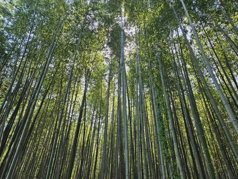 嵐山渡月橋美景