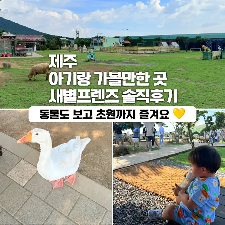 제주 애월 가볼만한곳, 아기랑 가기 좋았던 새별프렌즈