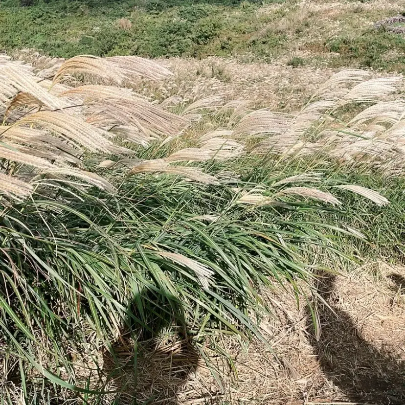 Panoramic view of Saebyeol Oreum covered in silver grass
