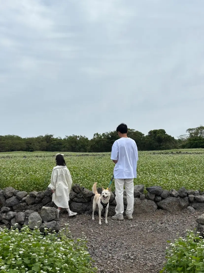 ที่เที่ยวเชจูฝั่งตะวันออกที่พาสัตว์เลี้ยงมาได้
