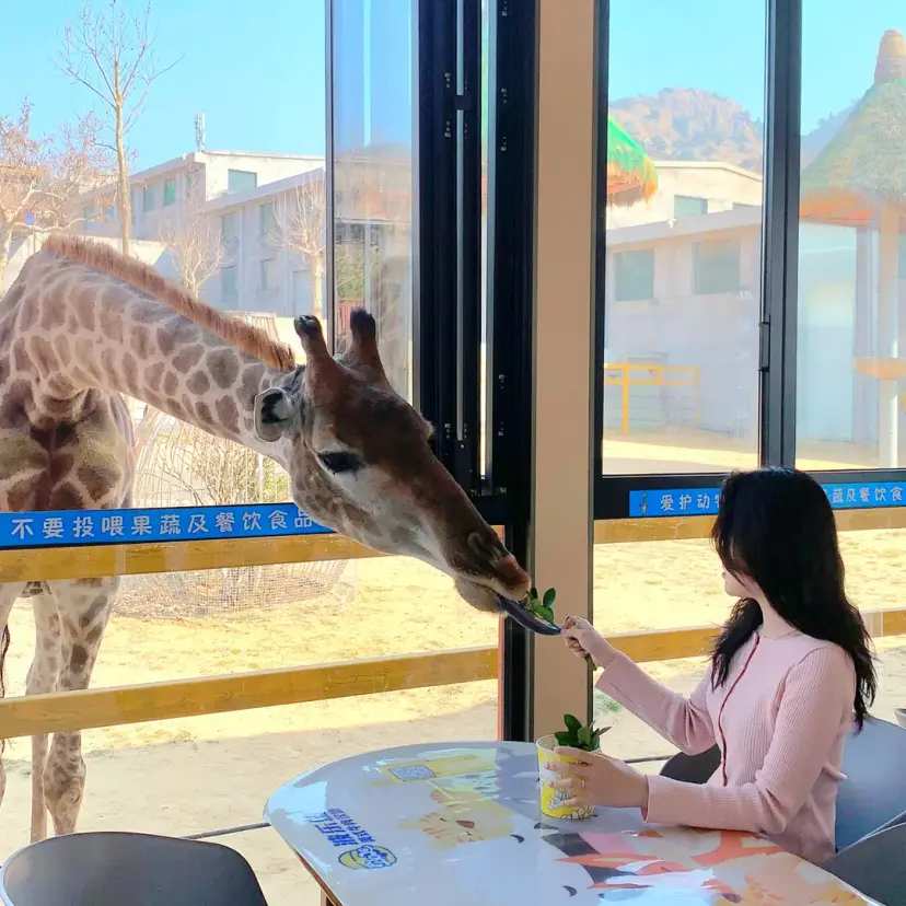 บรรยากาศร้านอาหารยีราฟที่ Xishakou Animal World