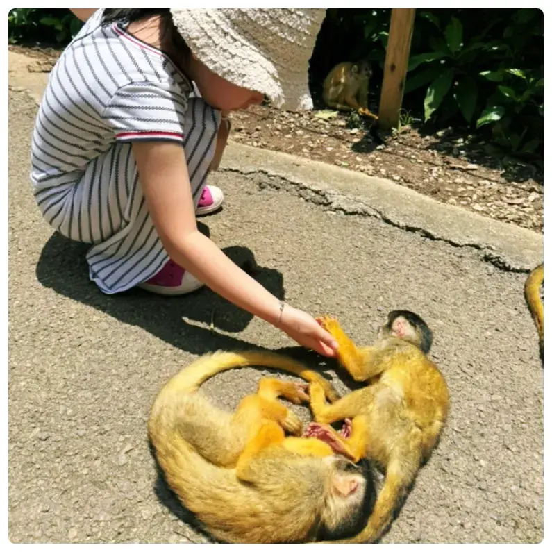 石垣やいま村のリスザル